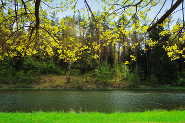Beautiful spring landscape. Forest lake.