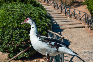 Domestic Muscovy duck (Cairina moschata domestica) on a fence