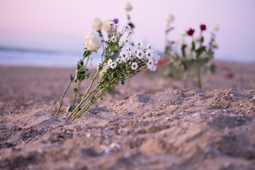 Funeral flower, lonely white and red roses and daisy flowers at the beach,  Funeral symbol and...
