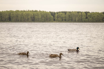 wild ducks swim and bathe in the river