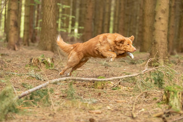Fototapeta na wymiar Hundene i skoven