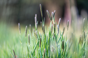 Zbliżenie na zieloną trawę
