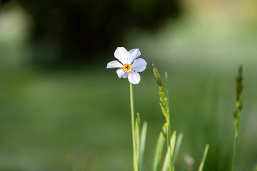 Samotny biały kwiat. Zbliżenie
