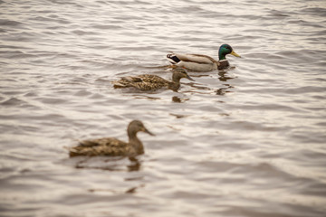 wild ducks swim and bathe in the river