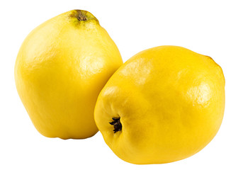 quince isolated on the white background, clipping path, full depth of field