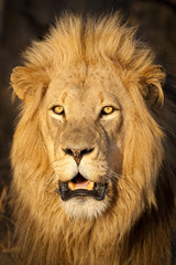 One male African Lion portrait Kruger Park South Africa