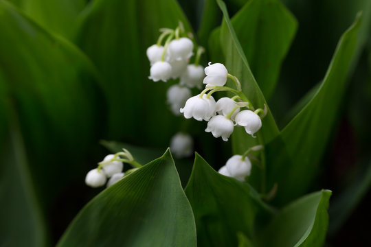 Białe konwalie majowe wśr&oacute;d zielonych liści, kwiaty w czasie kwitnienia wiosną