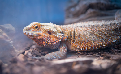 Part body of Brown iguana, details of lizard skin stick in the box. tree lizard remained motionless, waiting for his prey. 