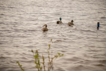 wild ducks swim and bathe in the river