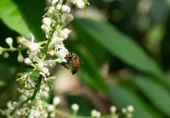 Honey Bee collecting pollen seeking nectar on Clausena Harmandiana blossom with natural green background, White petals and yellow stamens of flowers on tropical herb