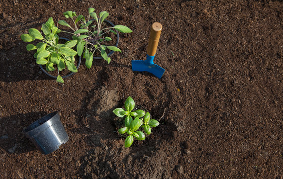 Planting a basil and sage herbs, gardening, food growing, healthy lifestyle, self sufficient concept