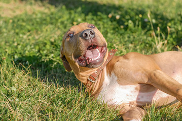 Pit bull puppy is lying on the grass and smiling
