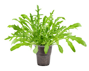 Arugula grows in pot, isolated on white background, clipping path, full depth of field