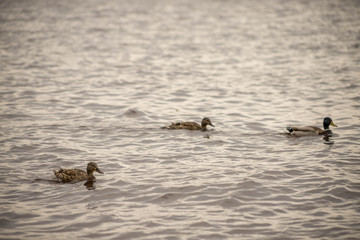 wild ducks swim and bathe in the river