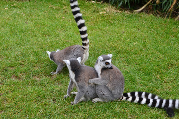 Ring tailed lemurs (lemur catta) hugging in the grass