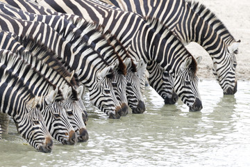Fototapeta na wymiar Herd of Zebra drinking water from a river in Kruger Park South Africa
