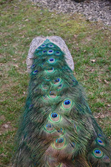 Closed tail feathers of a peacock: male Indian Peafowl (Pavo cristatus)