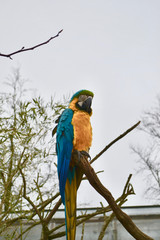 Naklejka premium Blue-and-yellow (or blue-and-gold) macaw parrot (Ara ararauna)