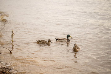 wild ducks swim and bathe in the river