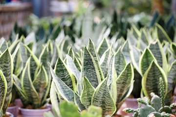 Green  Sansevieria  leaves，Sansevieria  trifasciata Prain