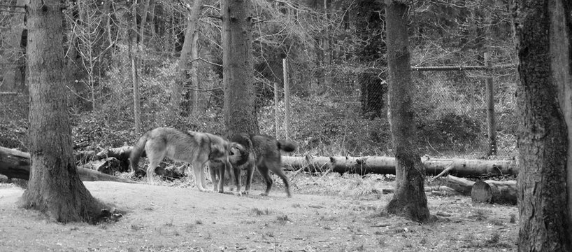 Grey Wolves (Canis lupus occidentalis) fighting in woodland - black and white motion photo