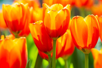 Fototapeta premium Tulip flower and green leaf background in tulip field at winter or spring day for decoration and agriculture design.
