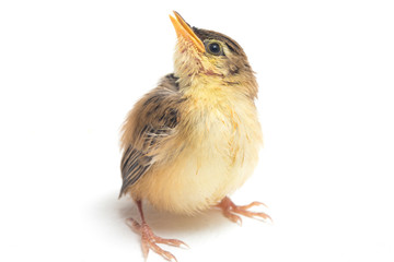 Young Zitting Cisticola Bird (Cisticola juncidis) isolated on white background © dwi