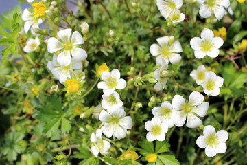 Naklejka na ściany i meble Group of blooming tiny white flowers