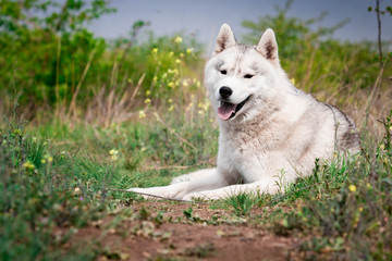 Naklejka na ściany i meble The dog is lying on the grass. Portrait of a Siberian Husky. Close-up. Resting with a dog in nature. Landscape with a river.