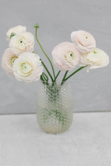 Bouquet of white ranunculus in a glass vase on a gray background. Flower concept. Stylish bouquet of white flowers. Bunch pale pink ranunculus flowers on light gray background.