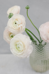 Obraz na płótnie Canvas Bouquet of white ranunculus in a glass vase on a gray background. Flower concept. Stylish bouquet of white flowers. Bunch pale pink ranunculus flowers on light gray background.