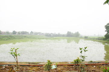 田園