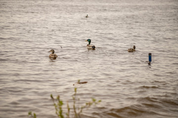 wild ducks swim and bathe in the river