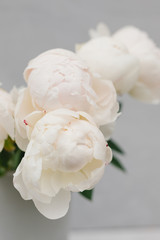 Bouquet of white peonies in a vase on a gray background. Flower concept. Stylish bouquet of white flowers.