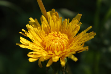 Scene with closeup dandelion head