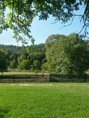 green meadow and forest in vivid color 