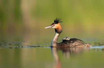 Great crested grebe ( Podiceps cristatus ) with babies on its back