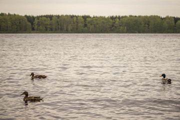 wild ducks swim and bathe in the river