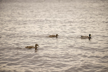 wild ducks swim and bathe in the river