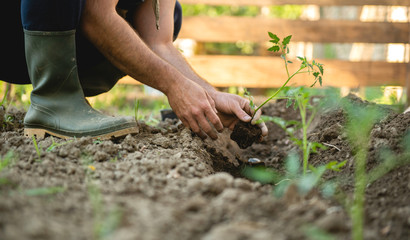 Fototapeta na wymiar Farmer planting tomatoes seedling in organic garden