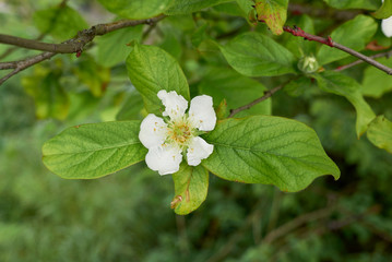 Mespilus germanica