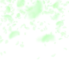 Green flower petals falling down. Vibrant romantic