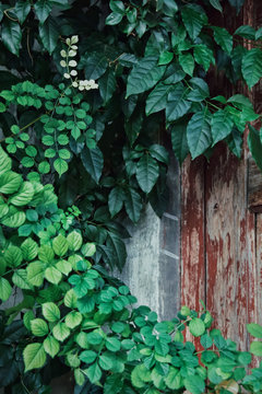 緑の溢れる古い家の戸口　Processed with VSCO with j5 preset