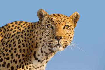 Portrait of adult male Leopard with blue sky background Kruger park South Africa