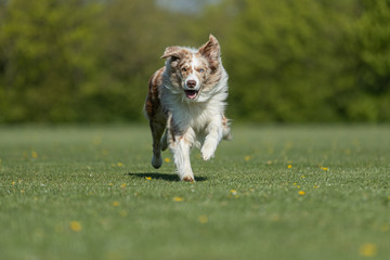 Border collie red merle