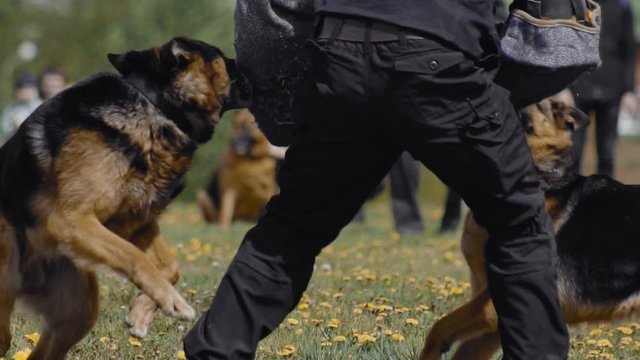 Two cynologist Shepherd dogs bite and cling to the criminal's hand during training show. Army performance outdoor. Special forces demonstration. Military dog follow police officer's commands