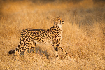 One rare female King Cheetah walking through yellow grass South Africa