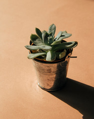 succulents on a light background
