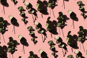 eucalyptus on a pink background 
