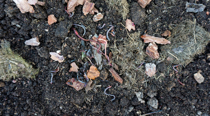 A farm with a brood stock of red California worms for the production of vermicompost and biohumus to increase soil fertility in organic farming and agriculture. Earthworm bait for fishing.